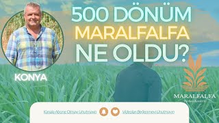 500 DÖNÜM MARALFALFA NE OLDU  KONYA  MARALFALFA TURHAN KENDİRLİ [upl. by Aiasi]