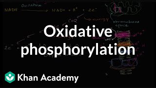 Electron Transport Chain  Oxidative Phosphorylation  Biological Oxidation  Biochemistry  B Pharm [upl. by Churchill]