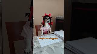 I regali 🎁😎 regali jackrussell comedy merybijouesciarpina [upl. by Erasme]