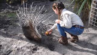 African Porcupine Enrichment [upl. by Lanford910]