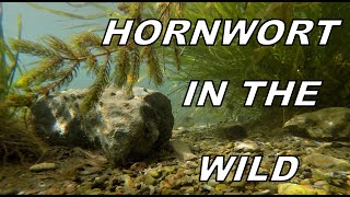 Aquarium Plants in the Wild Hornwort [upl. by Idnahk]