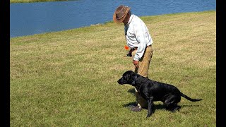 Teaching your Dog to Look where you want him to Look w Bill Hillmann 1 [upl. by Jaymie]