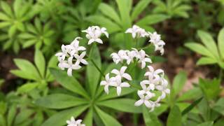 Lievevrouwebedstro Galium odoratum syn Asperula odorata  20180510 [upl. by Ettennan782]