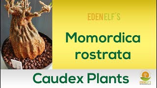 Momordica rostrata Caudex Plant  My Caudex plants collection Plant No 1  Edenelfs [upl. by Nathanial]