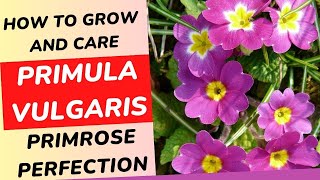 Primrose Perfection  How to Grow and Care for Primula Vulgaris [upl. by Yssej]