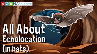 All About Echolocation in bats [upl. by Amsirak560]