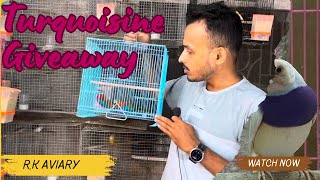 Giveaway of Exotic parakeets on 1k subscribers 😍🤩  Tourquisine parakeet giveaway [upl. by Zelma]