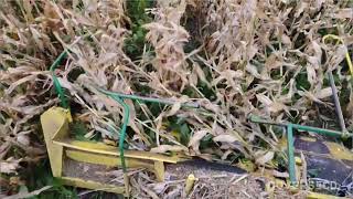 Corn Intercropping Forage Soybeans [upl. by Paulo]