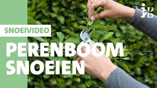 Intratuin  Perenboom snoeien [upl. by Seed]