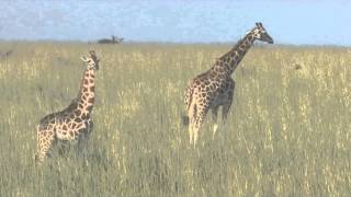 Rothschild Giraffe Giraffa camelopardalis rothschildi [upl. by Knute992]