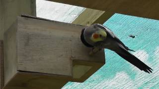 Cockatiel Singing to Turquoisine in nesting box  The Pheasantasiam [upl. by Lyudmila]