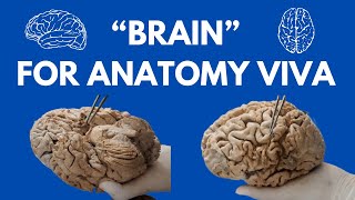 Neuroanatomy Brain Specimens Demonstration  Cerebrum Cerebellum Brainstem and More🧠 [upl. by Evante]