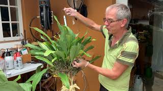 How I repot a bare rooted Stanhopea imported from South America [upl. by Venn]