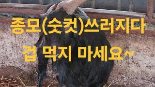 🐐 병에 맞는 치료하세요treatment of otitis media 귀농귀촌 농장생활 염소농장 보어염소 [upl. by Hplar]