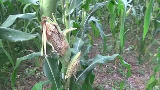 perdida de Cosechas de maiz plagas de ardillas los últimos elotes en la milpa [upl. by Negrom]