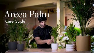 Areca Palm Care Guide  How to Pick Place and Parent Your New Plant [upl. by Bridges]