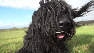 Dogs in Slow Motion  Samy the Briard † 2014 [upl. by Ardnot]