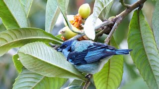 Birds of Mexico [upl. by Craw]