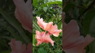 Hibiscus flower drawing hibiscus hair oil for growth hibiscus teahibiscus hair mask flow making [upl. by Savanna73]