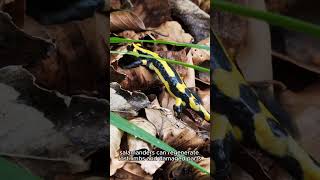 Salamanders Natures Regenerative Wonders of the Appalachians [upl. by Yentihw]