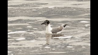 Franklins Gull Crossness London 14724 [upl. by Gemoets]