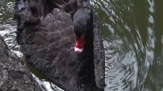 Australian Black Swan Sound  what do black swan make sound [upl. by Ahsekat]