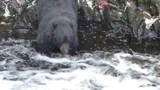 Black Bear fishing for salmon at Traitors Cove near Ketchikan [upl. by Adiaj]