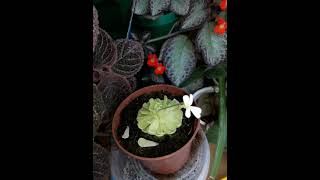 Episcia pinguicula flowers plants episcia pinguicula [upl. by Yeltihw]