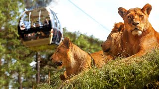 4K Radiator Springs Racers  POV Full Ride  Cars Land Disney California Adventure [upl. by Om]