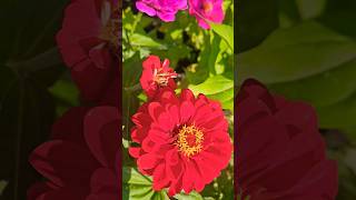 Mis zinnias 2024 jardin flores zinnias garden flowers [upl. by Nodnarg]