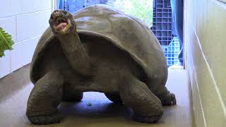 Meet Abrazzo the Galapagos Tortoise [upl. by Plunkett]