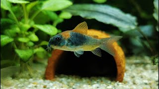 W końcu udało się nabyć Kirys Orange Venezuela Corydoras venezuelanus i pierwszy problem 4K [upl. by Ardnassela]