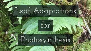 How is the Leaf Adapted for Photosynthesis Leaving Cert Biology [upl. by Anyr]