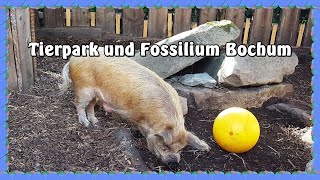 Tierpark und Fossilium Bochum [upl. by Joete991]