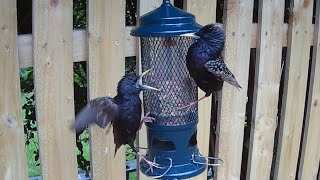 Starlings getting annoyed with the squirrel buster bird feeder and each other of course 😂 [upl. by Nevsa]