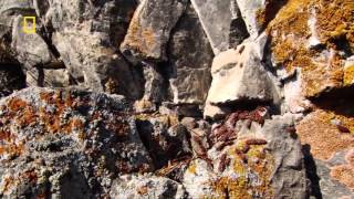 National Geographic Wild Russia Primeval Valleys HD Nature Documentary [upl. by Matt606]