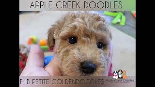 F1b Petite Goldendoodle Puppies [upl. by Rihana]