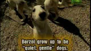 Breed All About It  Borzoi [upl. by Gradey]