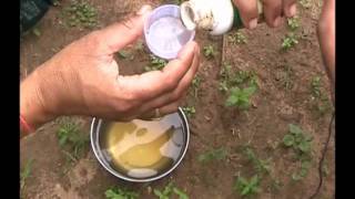 Hormone spray in bitter gourd cultivation Odia Varrat Odisha [upl. by Ormand]