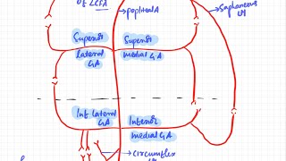 Genicular anastomosis  knee  lower limb  GANGLION [upl. by Pool803]