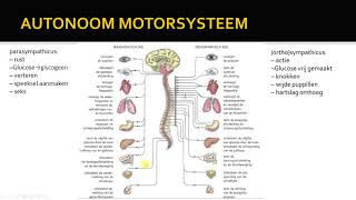autonome zenuwstelsel [upl. by Benyamin]