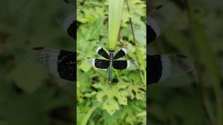 Neurothemis tulliaDragonfly shorts insects youtubeshorts [upl. by Anomor]