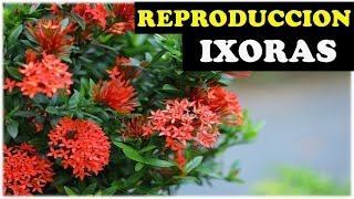 Como Reproducir Ixoras Enanas Coralito Cruz de malta o ixora Coccinea [upl. by Flemings794]