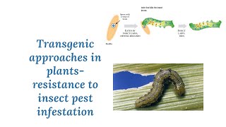 Transgenic approaches in plants resistance to insect pest infestation [upl. by Annaihr]