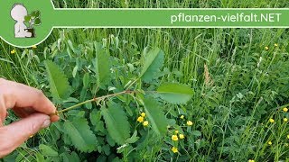 Großer Wiesenknopf  WuchsUpdate  030518 Sanguisorba officinalis  essbare Wildpflanzen [upl. by Ecnerewal422]