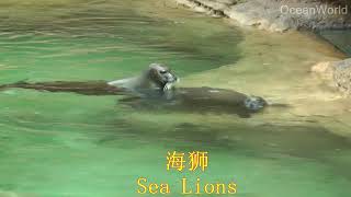 Sea lions at Chimelong Ocean Kingdom\長隆海洋王國的海獅 [upl. by Sorenson]