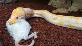 Albino Dwarf Tigerpython Fütterung [upl. by Sigismond]