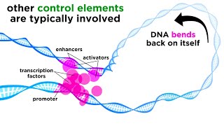 Regulation of Gene Expression Operons Epigenetics and Transcription Factors [upl. by Kenison]