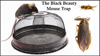 The Black Beauty Mouse  Roach Cricket Water Bug Trap Mousetrap Monday [upl. by Haelem]