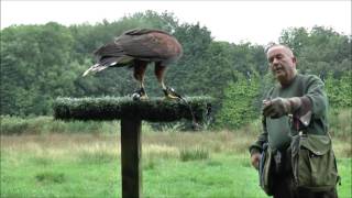 Turbary Woods Owl and Bird of Prey Sanctuary [upl. by Assital734]